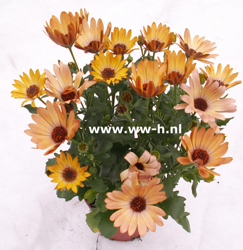 Osteospermum ecklonis bruin Spaanse margriet